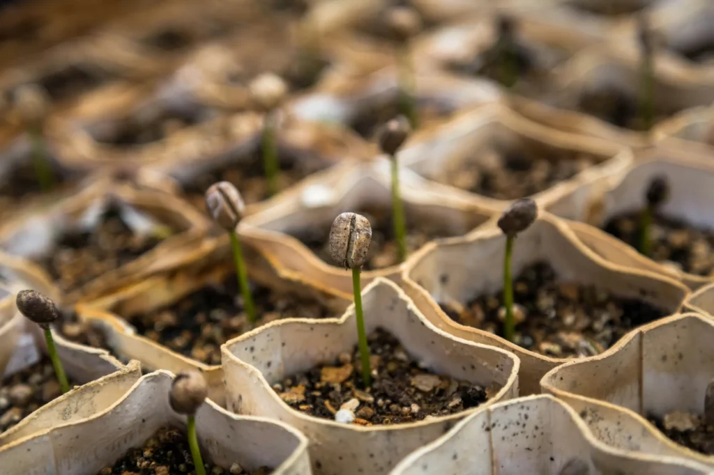 Cafetales - Ley de Deforestación Europea - ApudActa.com